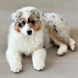 Australian Shepherd Puppies from Shawnkara Australian Shepherds & Miniature American Shepherds