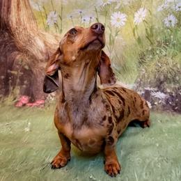 Moonshine - Dachshund