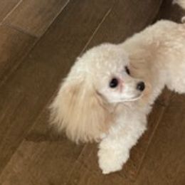 Assorted Doodle Crosses, Bernedoodles, Cavalier King Charles Spaniels, Cavapoos, Chihuahuas, and Poodles from Designer K9's
