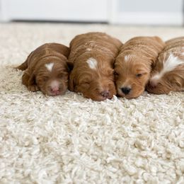 Goldendoodle Puppies from J&J Doodles