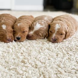 Goldendoodle Puppies from J&J Doodles
