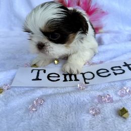 Shih Tzu Puppies from LaDawn’s Little Lions