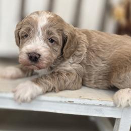 Jasper - Apricot male Goldendoodle puppy in Decatur, Tennessee from Diamond's Doodles