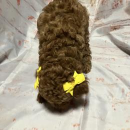 Poodle Puppies from Firebird Toy Poodles