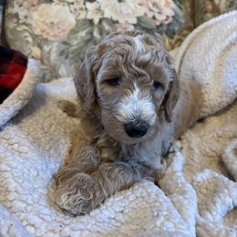 Full Moon - Apricot male Poodle puppy in St. Johnsbury, Vermont from Poodles of the Northern Woods