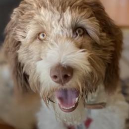 Assorted Doodle Crosses and Bearded Collie Puppies from White Tips Ranch