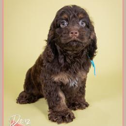 Farquad - Brown and tan male Cockapoo puppy in Connersville, Indiana from Deaz Doodle Ranch