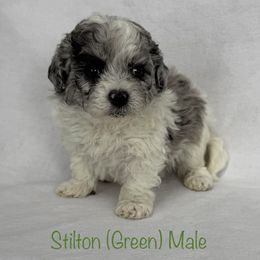 Stilton - Merle male Shichon puppy in De Pere, Wisconsin from Kinzor Kennels
