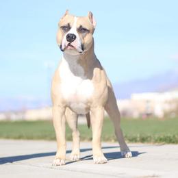 American Pit Bull Terriers from BlueRose Kennel