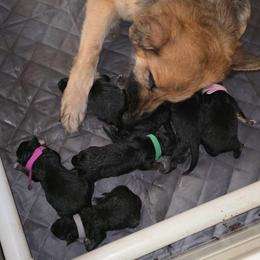 Boy 1 - Black and tan male German Shepherd puppy in Allentown, Pennsylvania from VMH Shepherds