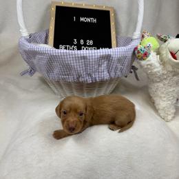 Brian - Cream male Dachshund puppy in Dickinson, Texas from Beth’s Doxieland