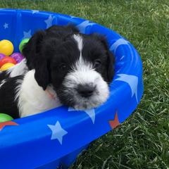 Schapendoes Puppies from Dream Star Schapendoes