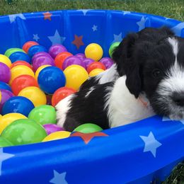 Schapendoes Puppies from Dream Star Schapendoes