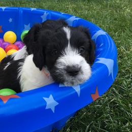 Schapendoes Puppies from Dream Star Schapendoes