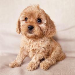 Red - Red male Cavapoo puppy in Lincolnton, North Carolina from Cuddable Pups
