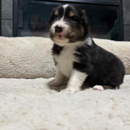 Lucy - Black tri-color female Australian Shepherd puppy in Terryville, Connecticut from Spirited Aussies