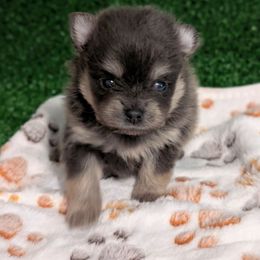 Blue and tan - Blue and tan male Pomeranian puppy in Danielsville, Georgia from PassionatePomPoms