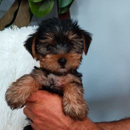 Yorkshire Terriers from BFF Yorkies