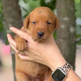 Purple Collar - Yellow female Labrador Retriever puppy in Quinlan, Texas from Wright Way Retrievers