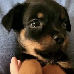 Boy 1 - Rottweiler puppy in Irvine, Kentucky from Hale Haus Rottweilers