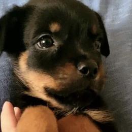 Boy 1 - Rottweiler puppy in Irvine, Kentucky from Hale Haus Rottweilers