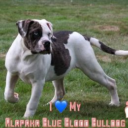 Alapaha Blue Blood Bulldog All Grown Up from Rebel Soul Kennel