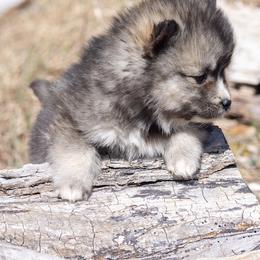 Pomsky Puppies from New World Pomskies