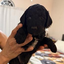 Oakley - Black male Poodle puppy in Pueblo West, Colorado from Little Paws Poodles