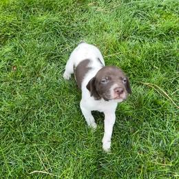 German Shorthaired Pointer Puppies from Chasing Kaya GSP Breeder