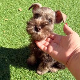 Rhymi - Liver male Miniature Schnauzer puppy in Lehigh Acres, Florida from Regency Schnauzer