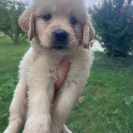 White collar - Golden female Golden Retriever puppy in Jesup, Georgia from Painted Platinum Retrievers (Painted Platinum Kennel) PPK