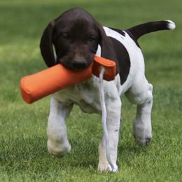 German Shorthaired Pointer Puppies from Wooldridge Kennels