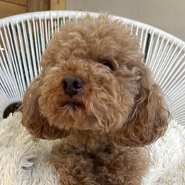 Boston  - Poodle