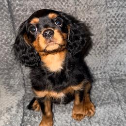 Gregory - Black and tan male Cavalier King Charles Spaniel puppy in Sterling, Colorado from Cavalier Companions CO.