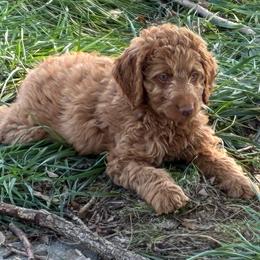 Peaches - Caramel red female Labradoodle puppy in Montrose, Colorado from Ithilien Labradoodles