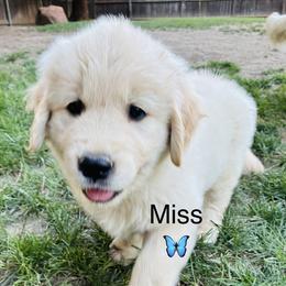 Miss Light Blue - Light golden female Golden Retriever puppy in Carmichael, California from Sadie Lane Family Goldens
