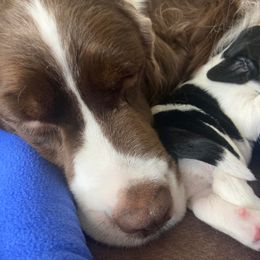English Springer Spaniel Puppies from Ivy Hill English Springer Spaniels
