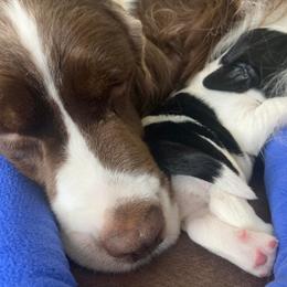 English Springer Spaniel Puppies from Ivy Hill English Springer Spaniels