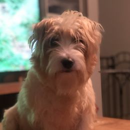 Bella - Russell Terrier