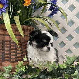 Boy 2 - Black and white male Chihuahua puppy in Mechanicsburg, Pennsylvania from Rossmoyne Chihuahuas
