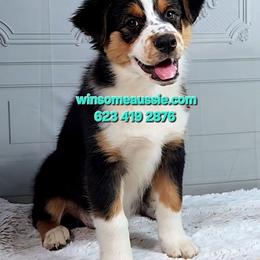 Australian Shepherd Puppies from Winsome Aussies