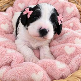 Tinsel - Black and white female Cavapoo puppy in Fordland, Missouri from K&K's Puppy Kingdom