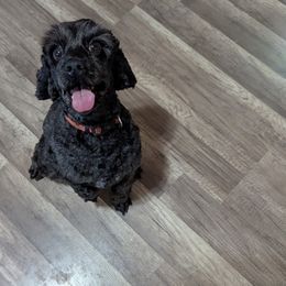 Rhett - Cockapoo