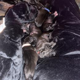 Girl 3 - Black female Great Dane puppy in Luling, Texas from Pegasus Great Danes