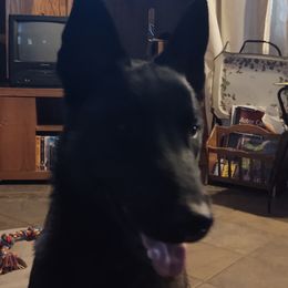 Belgian Malinois from Malinois of Idaho