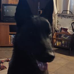 Belgian Malinois from Malinois of Idaho