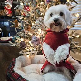 Stormy - Maltese