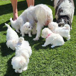 Maltese Puppies from Arizona Maltese Gems