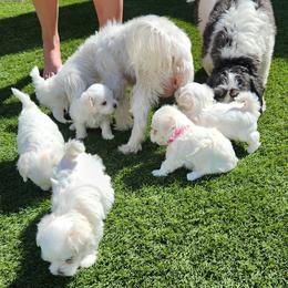 Maltese Puppies from Arizona Maltese Gems