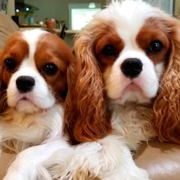 Cavalier King Charles Spaniels from Promotory Cavaliers